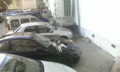 �������� 117