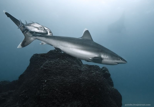 ��� ����� 037